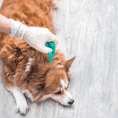 Flea Treatment